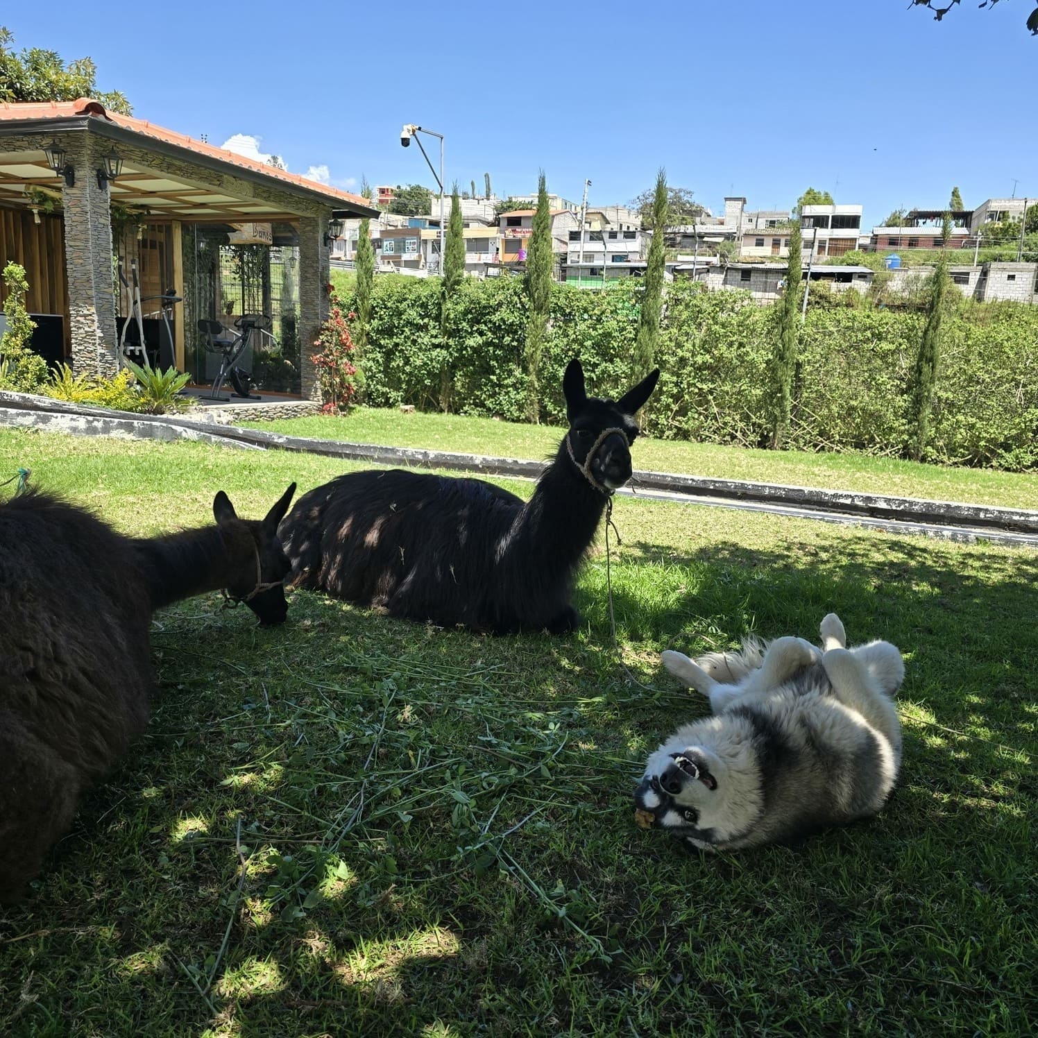 Huerto con plantas y animales